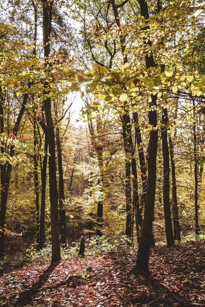 Hartelijk-Hallerbos-foto-1