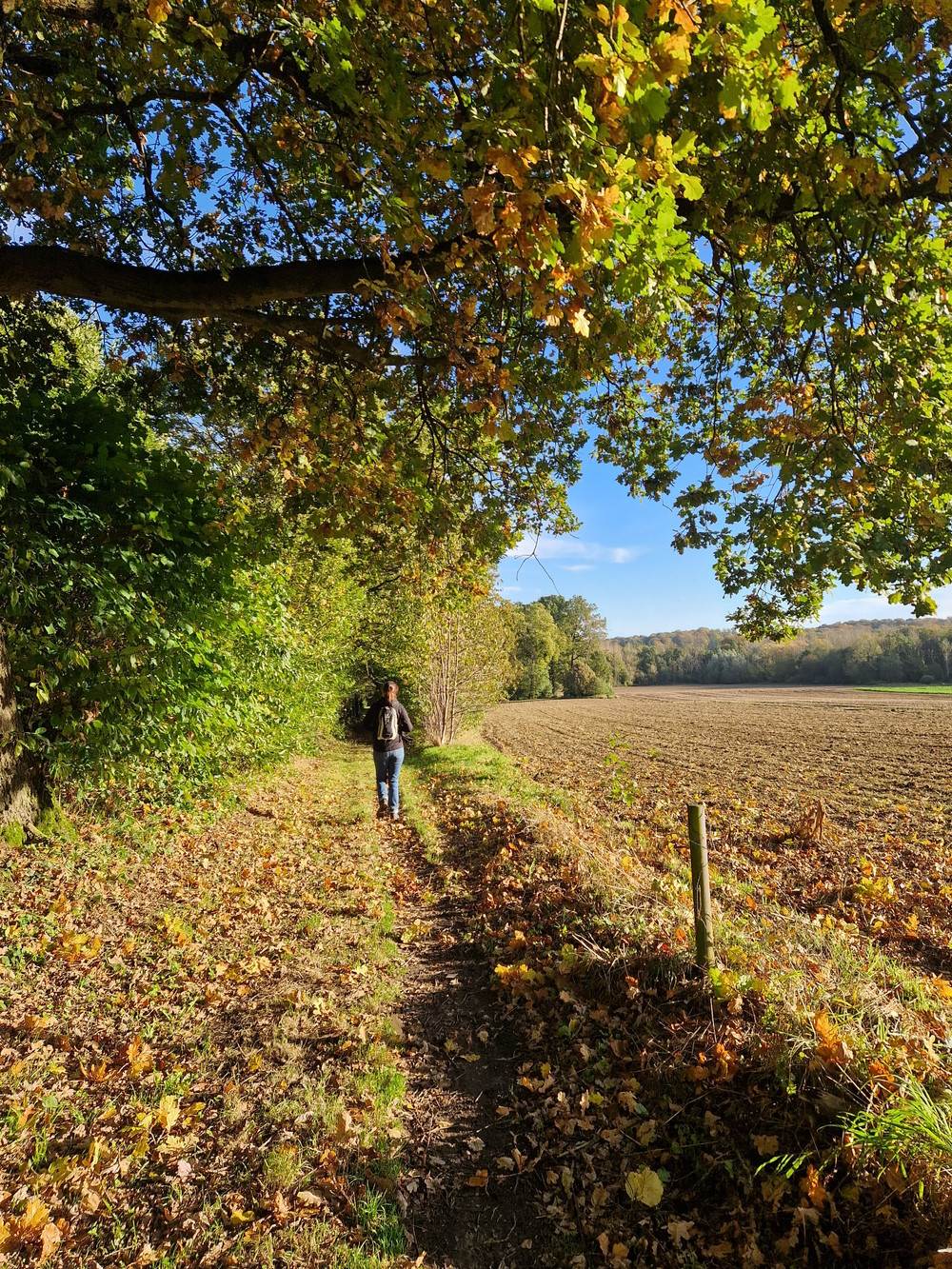 Herfstig Hageland