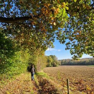 Wandelaar onder herfstboom