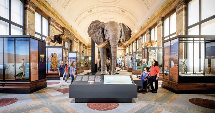 Olifant in AfricaMuseum