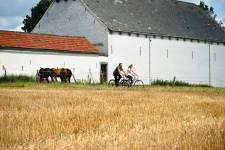 Fietsers langs hoeven Bree-Eik