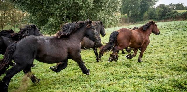 Trekpaarden lopen in de wei