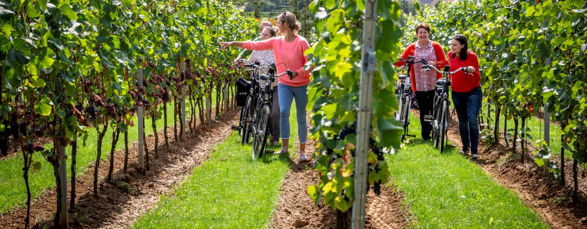 Fietsers op de wijngaard