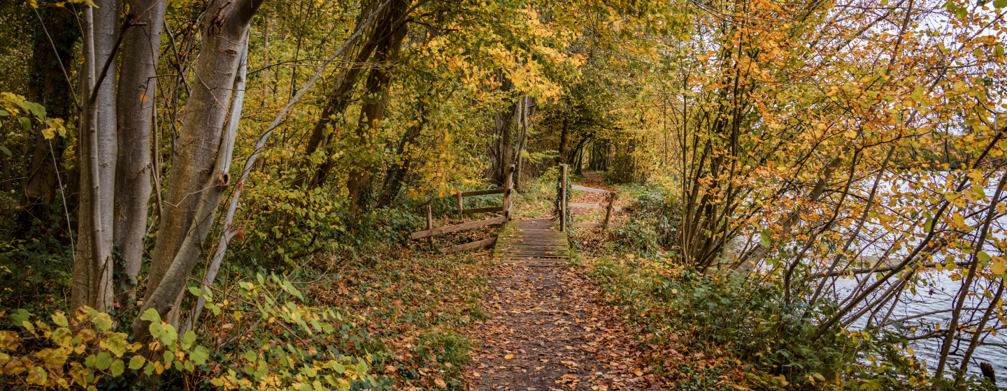 Herfstbos